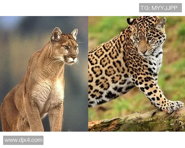 2018年阿特拉斯与美洲狮精彩对决回顾与分析